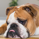 Image for article titled The Unhealthiest Dog Breeds